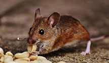 24 Hour & Emergency Exterminators in Acworth, GA